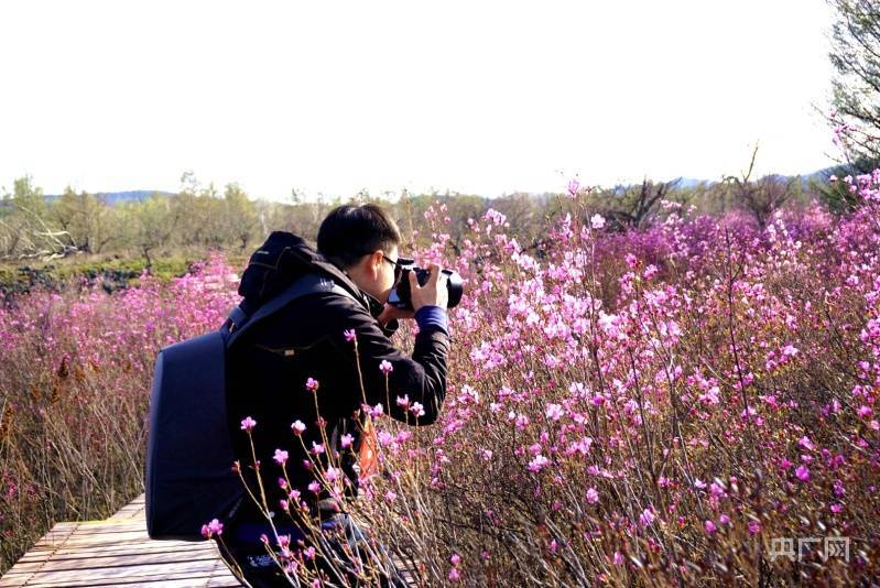 杜鹃花（杜鹃花喜阴还是喜阳） 第4张