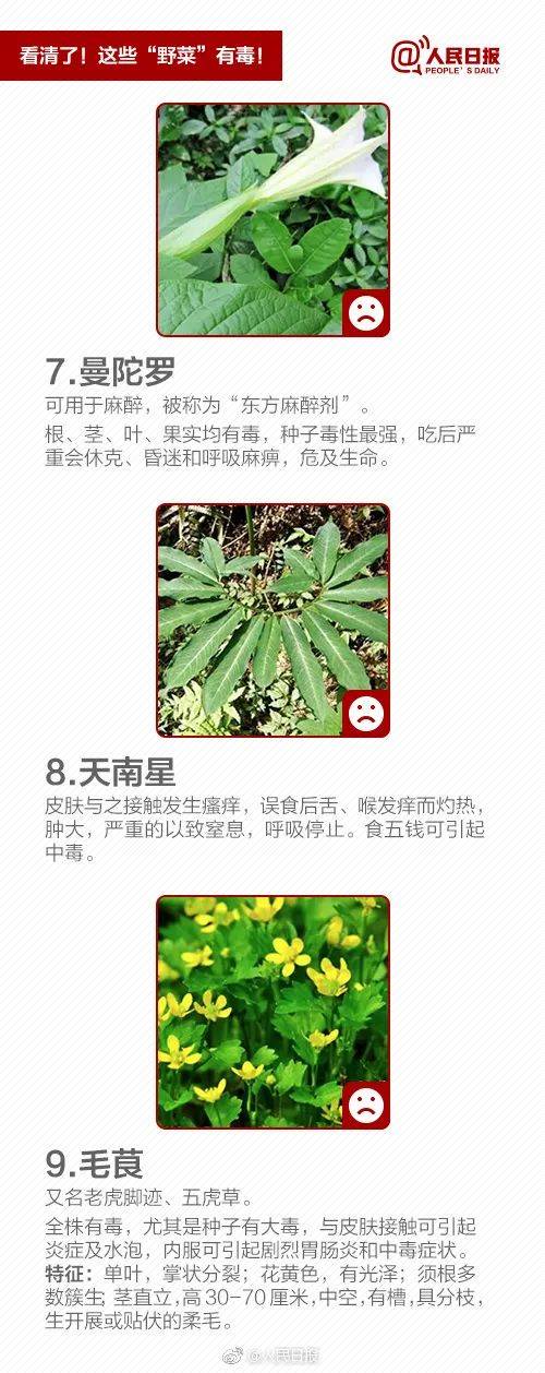 苜蓿花（苜蓿花百度百科） 第7张