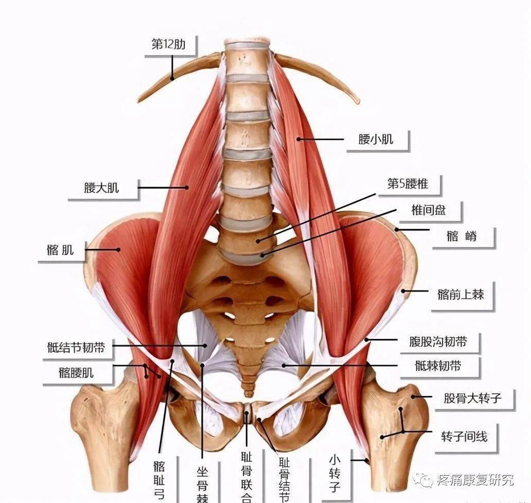 髂筋膜间隙解剖图片