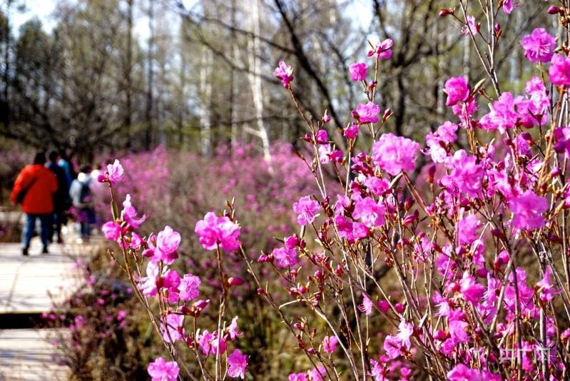 杜鹃花（杜鹃花喜阴还是喜阳） 第3张