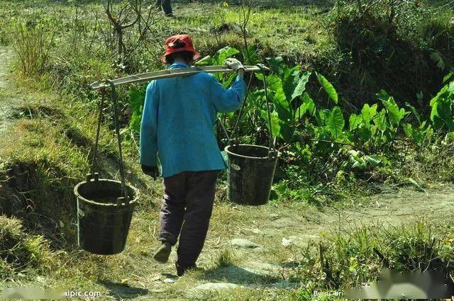 遺忘的糞窖_大糞_糞便_莊稼地