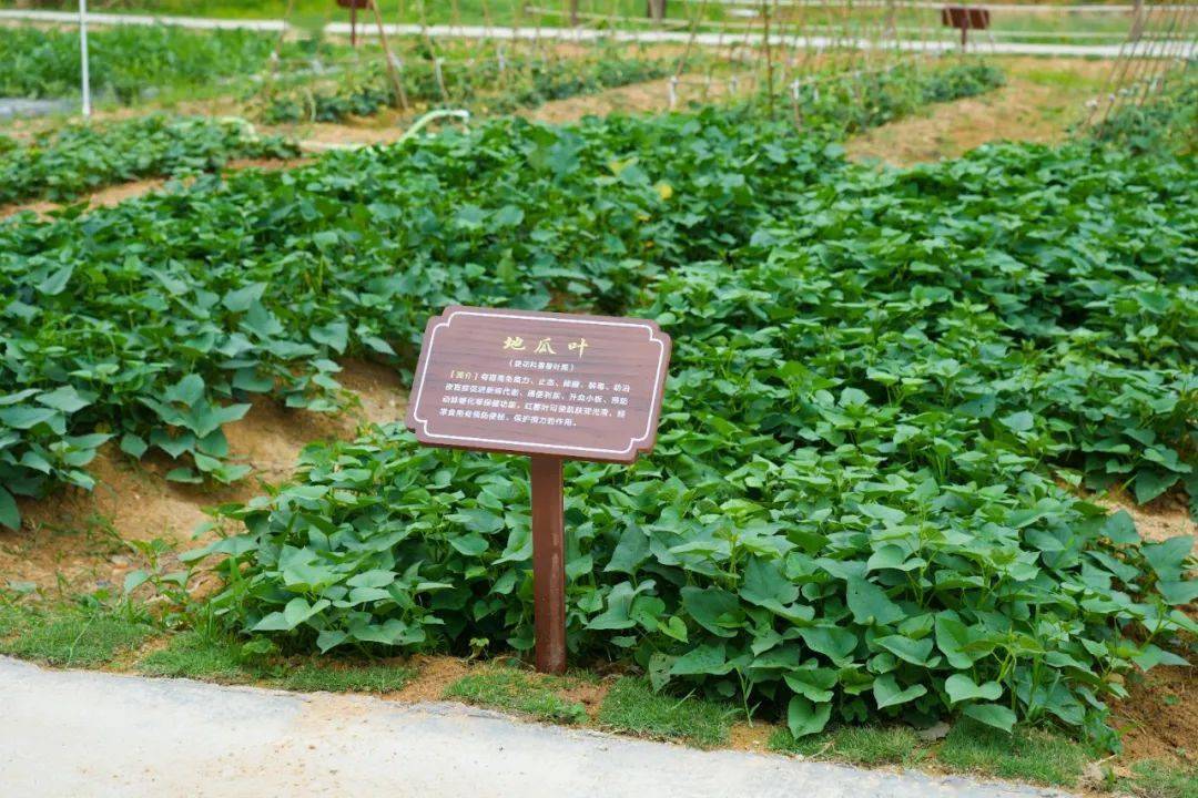 听说这个学校建了一个"秘密基地,学生课后纷涌而至_生物_金银花_动物