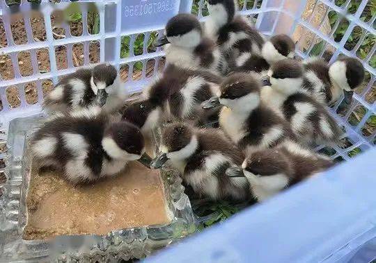 只迷途"小可爱"竟是赤麻鸭,幸好中牟野保人员及时救助_保护_救护_幼鸟