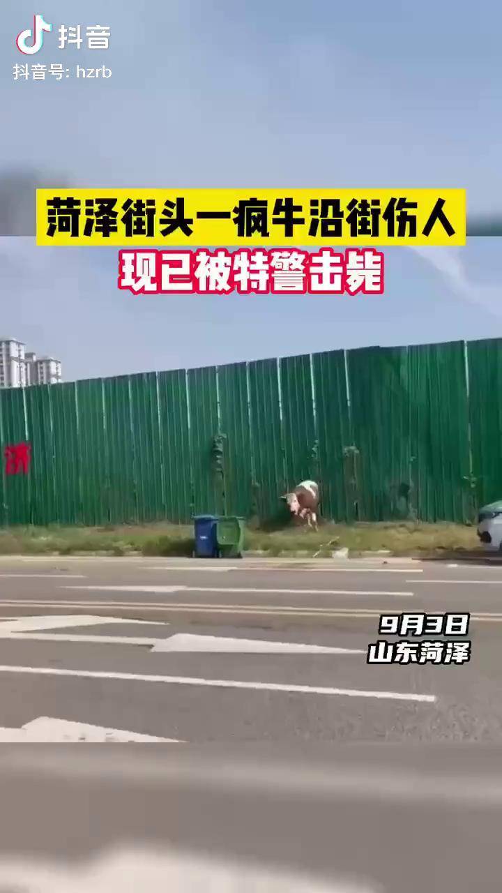 菏泽街头一疯牛沿街伤人,现已被特警击毙!社会百态 现场实拍 社会新闻