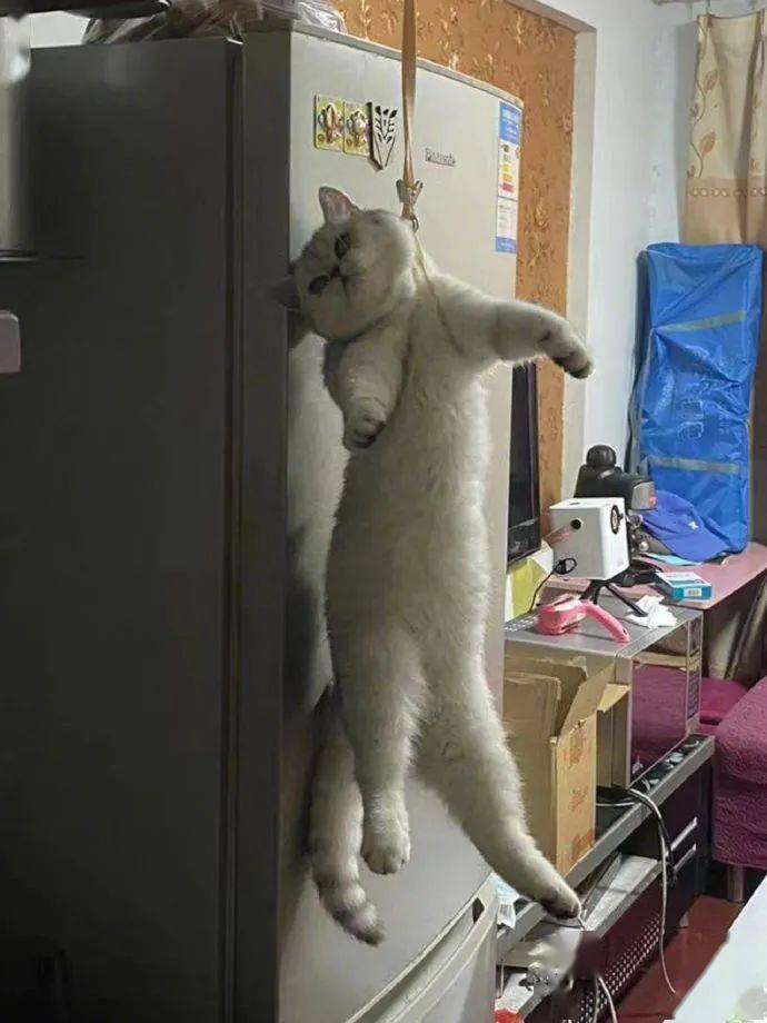 收留朋友的猫将自己家的关进二楼,没想猫咪想不开上吊了!