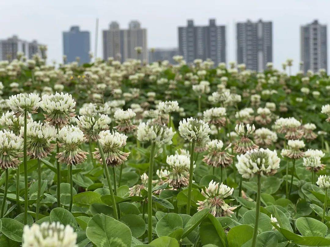 百花车轴草图片