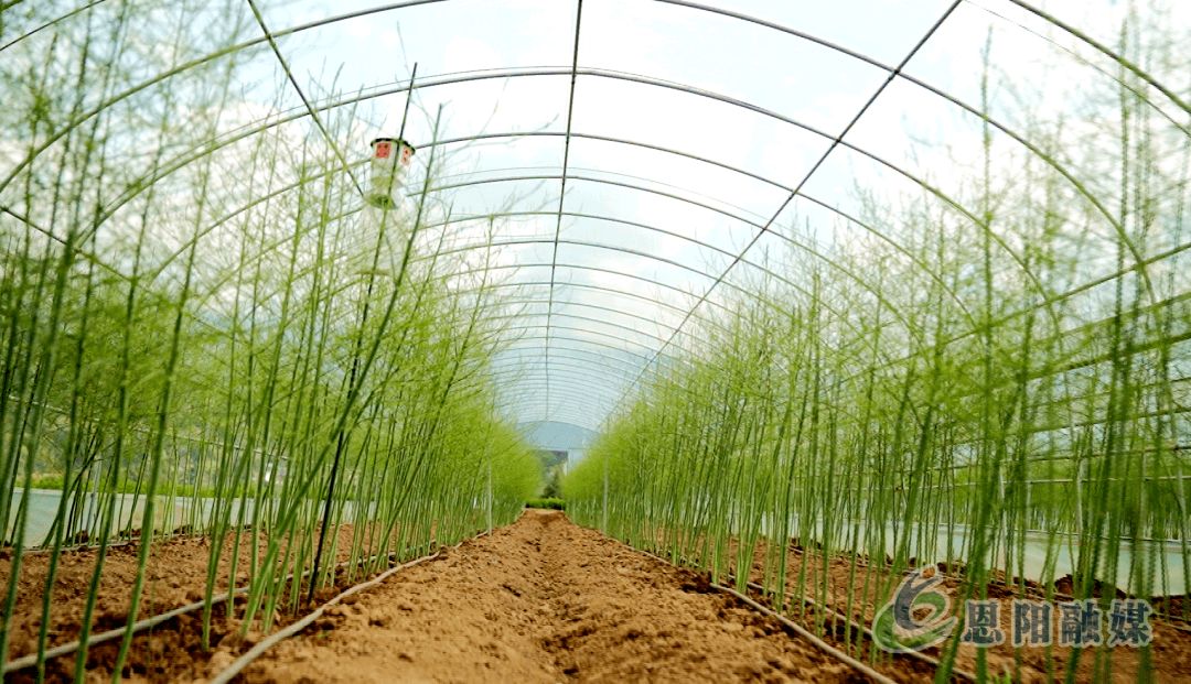 芦笋大棚种植图片