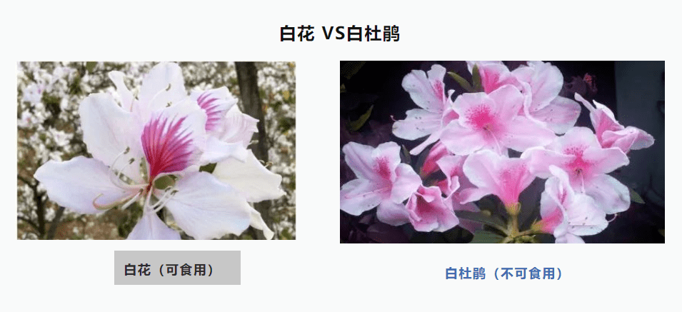 白花菜种子（白花菜的种植） 第3张