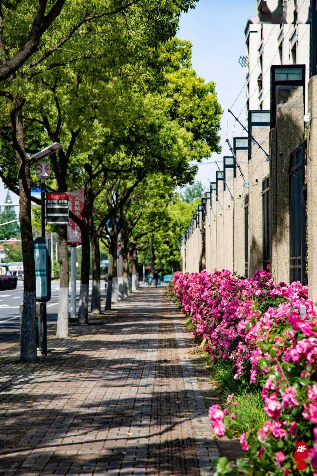 崇明这些马路旁,都是花64花64花64_郭王_李琳_城桥镇