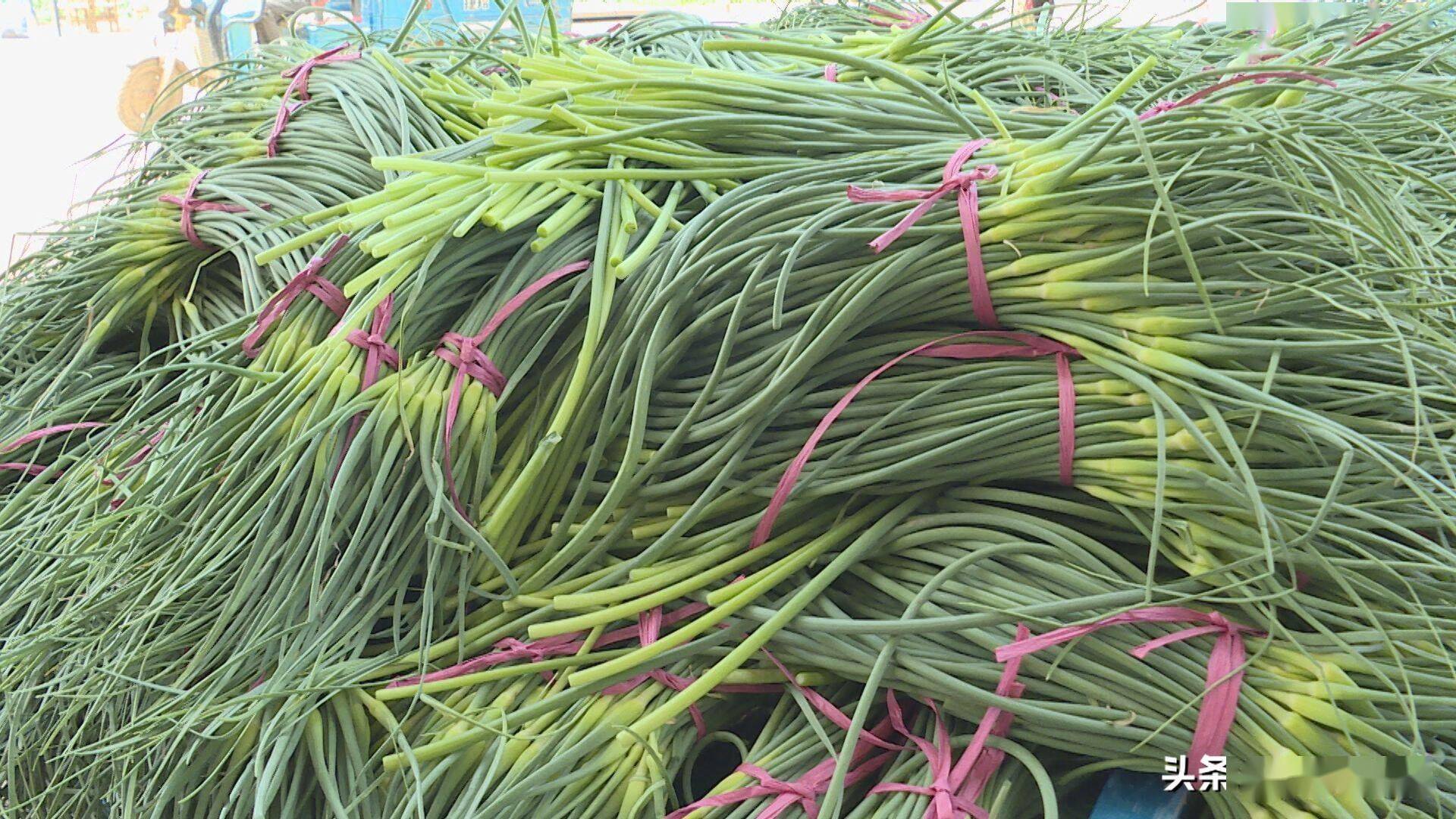 商河县:蒜薹丰收季 蒜农收获忙_白桥镇_种植_市场