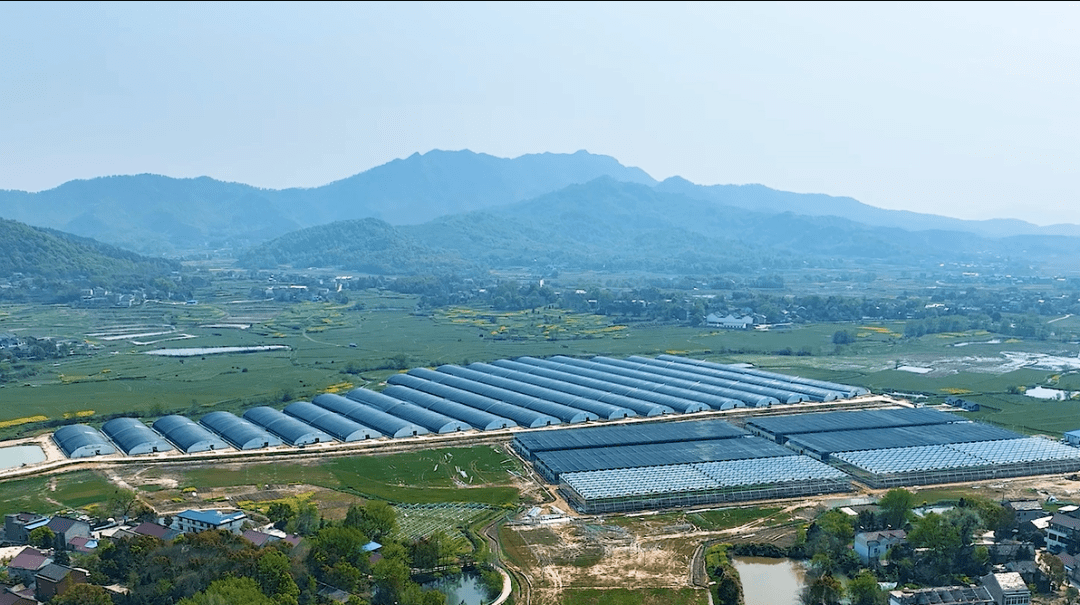 铜陵这座"硬核"工业城市怎样做好农业文章?_白姜_品牌_产业链