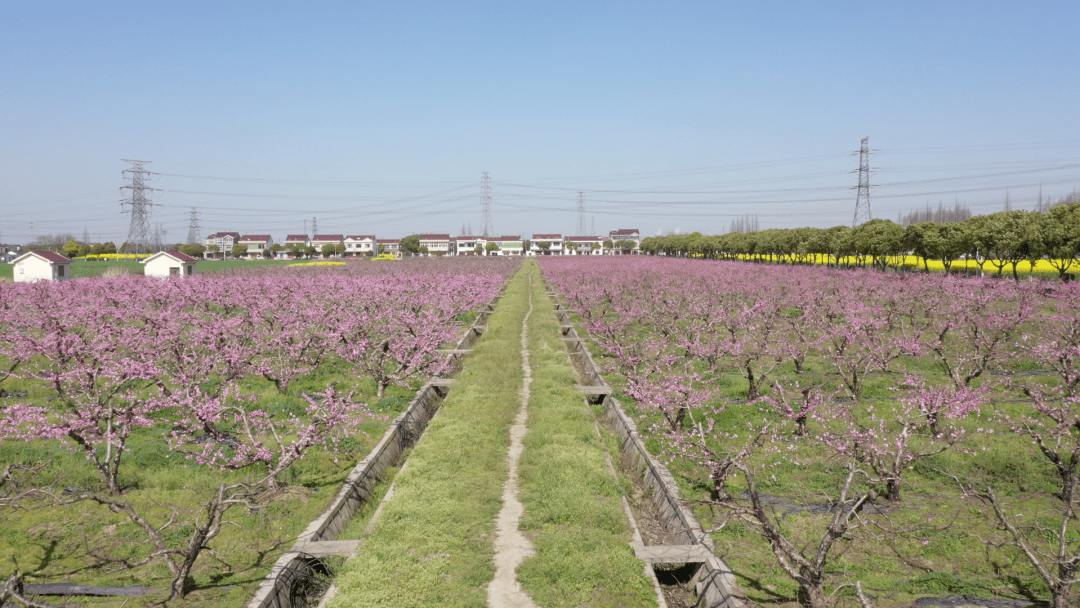他山之石 | 江苏省张家港市乐余镇永利村:以文明之笔勾勒乡村振兴美丽