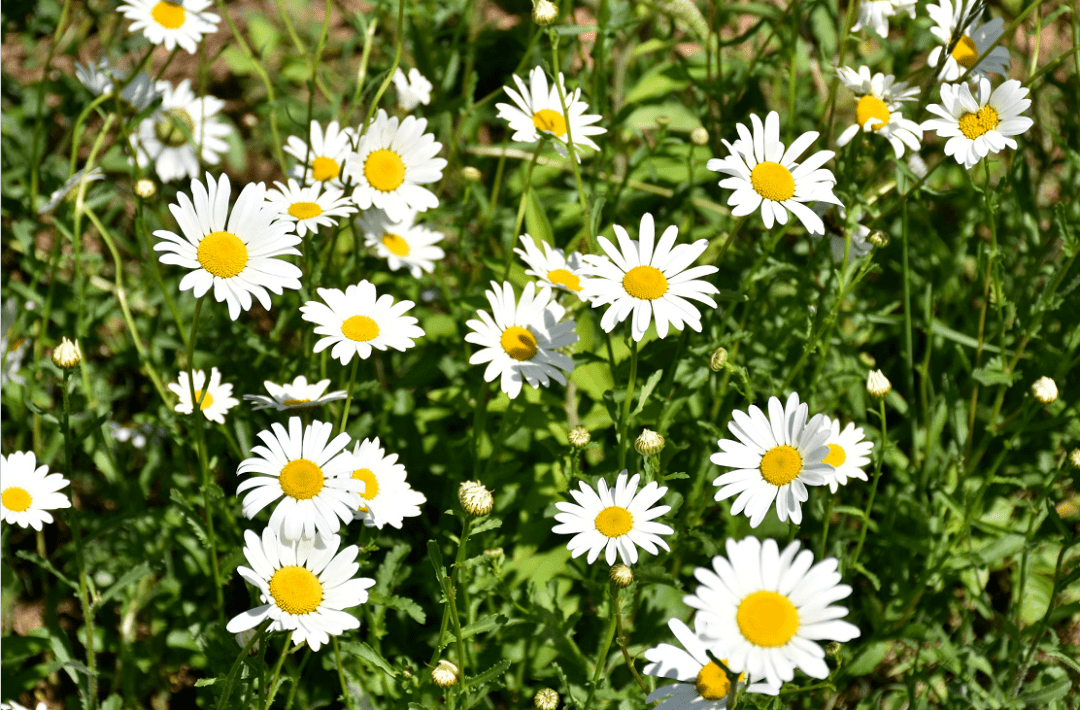 初夏新玩法,来苍溪看洋甘菊花海吧~_黄色_花朵_微风