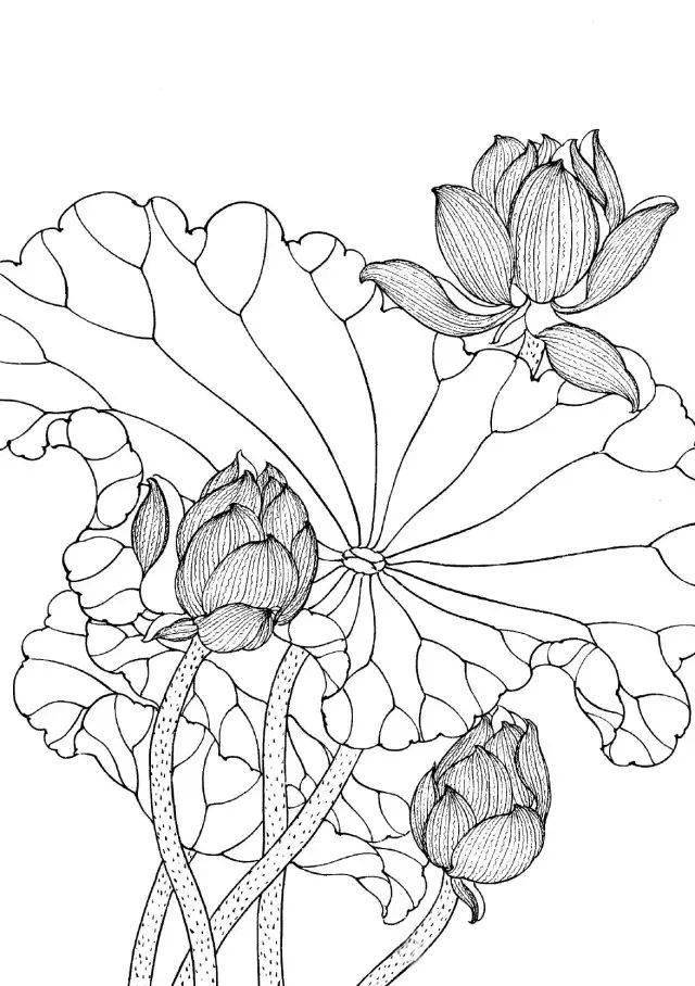 工笔线描花卉画谱——荷花,全文干货,收藏起来用得上!_步骤_花头_莲蓬