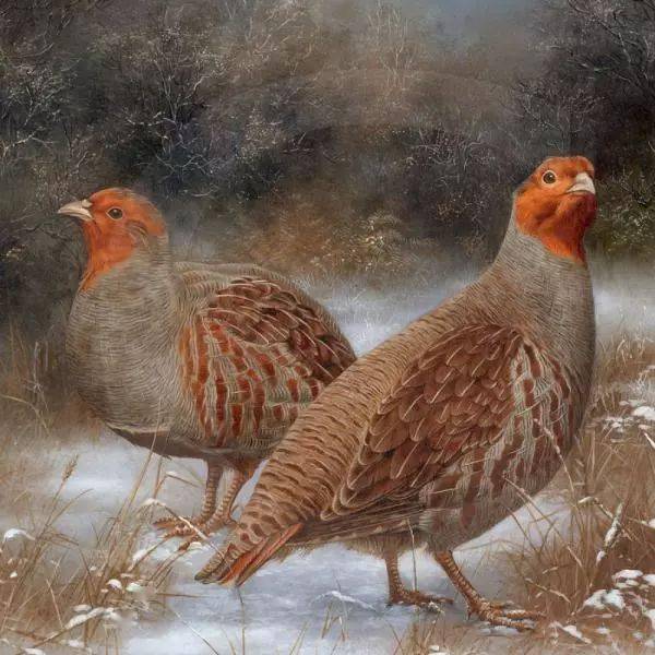 carl whitfield动物写实油画作品欣赏_最好的_艺术_是一种