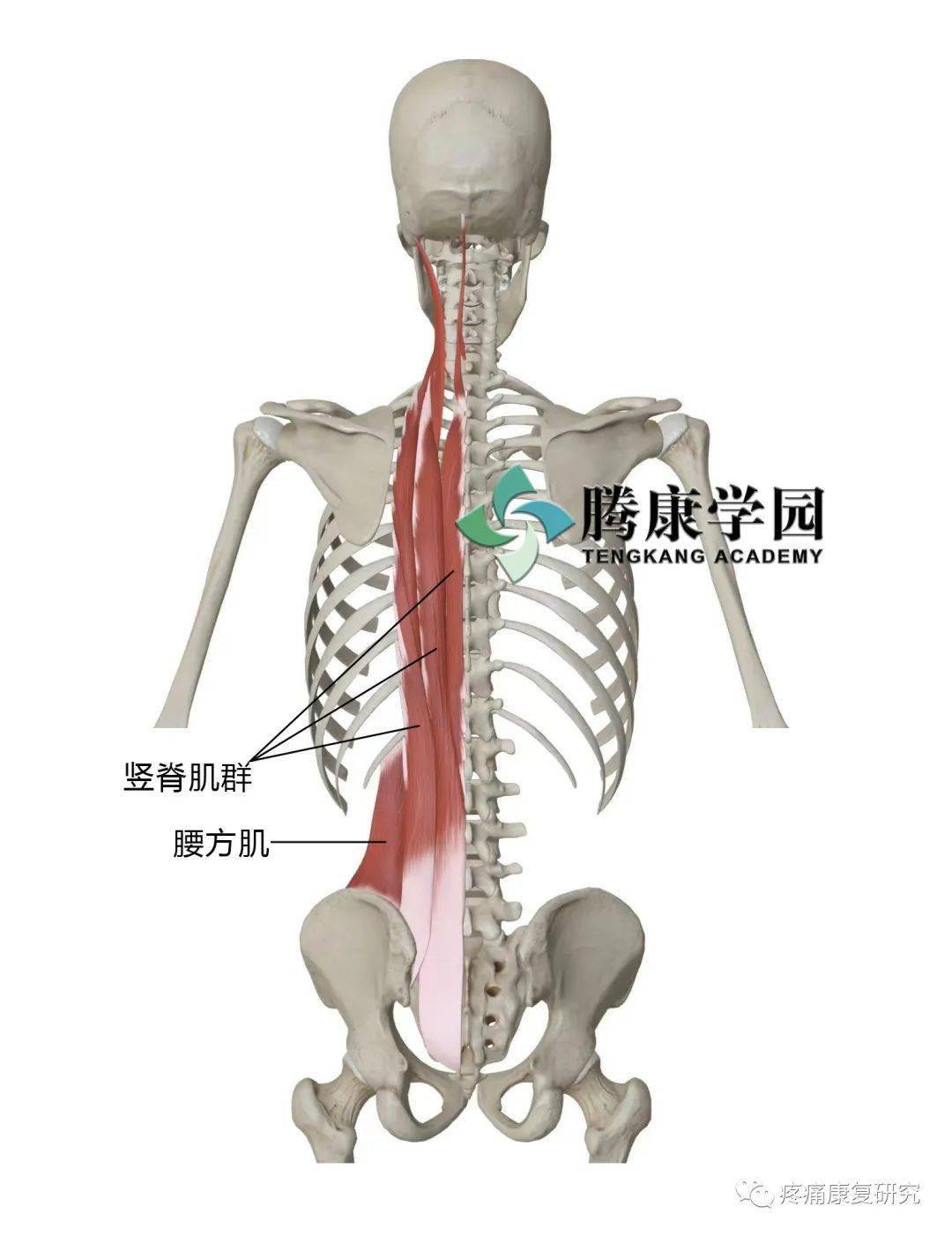 竖脊肌起止点及功能图图片