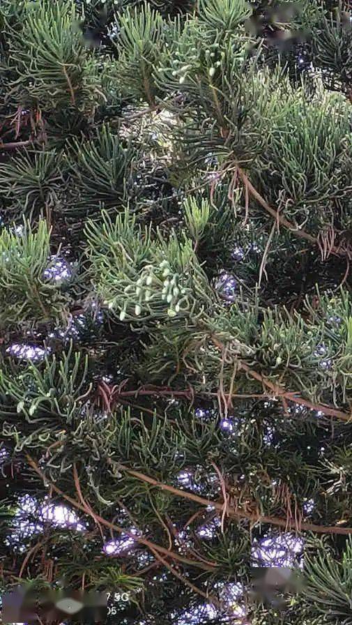 南洋杉:我几乎不敢相信自己的眼睛 || 李健鸿_陵园_球果_树木