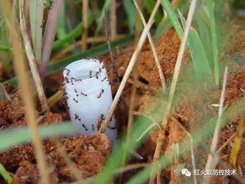 能致命,沒有天敵↓↓↓紅火蟻有多可怕紅火蟻體型長度約為3毫米至7