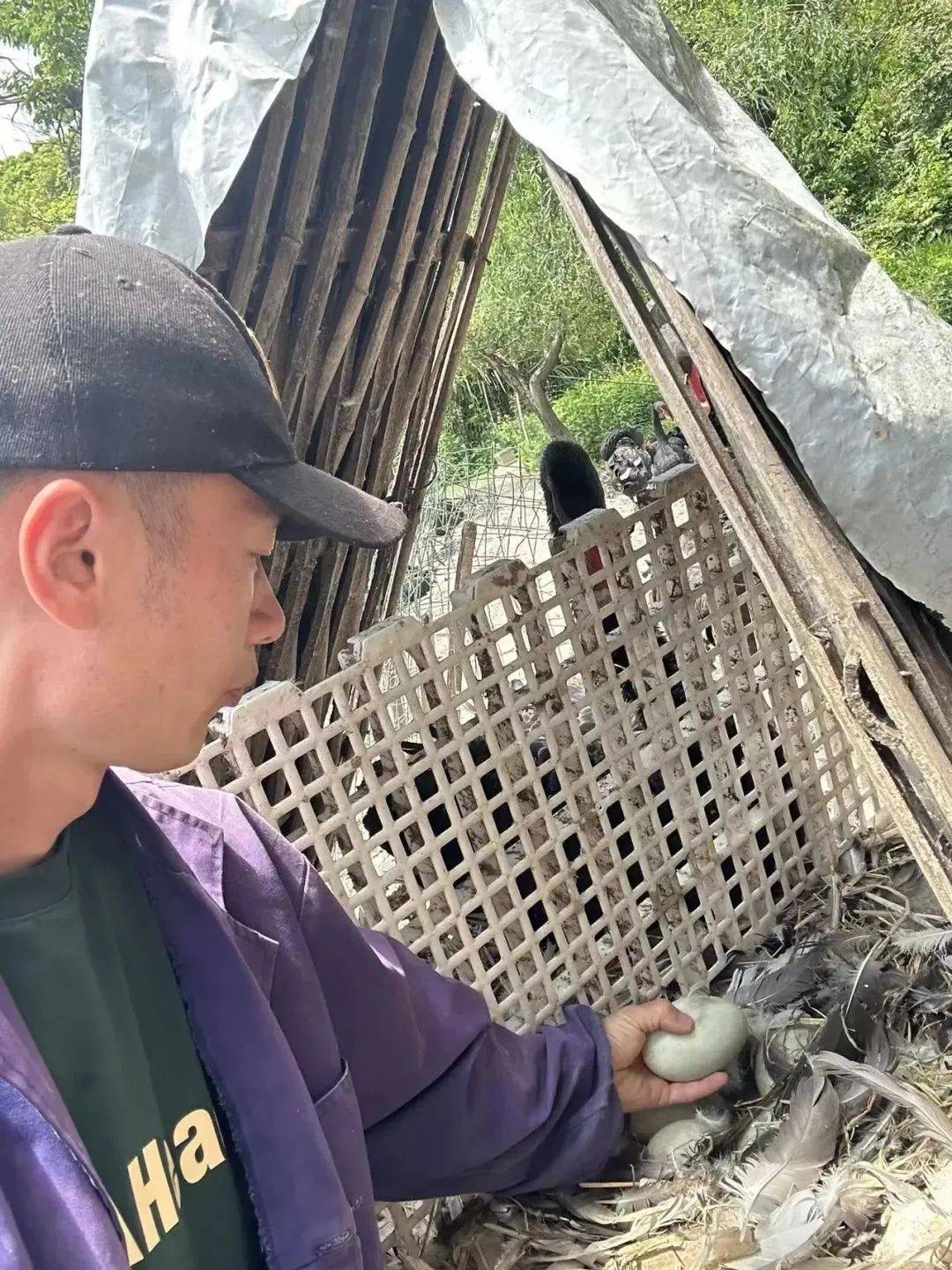 这个退伍兵哥哥靠养这个,成为大山里的百万富翁_陈海清_养殖_孔雀