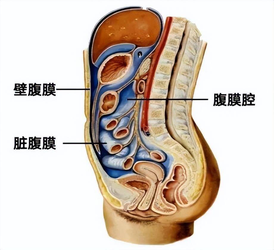 兜住半透明的袋子一个薄而光滑而腹膜则类似于也就是肚子里有许多器官