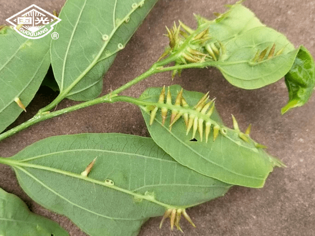 朴盾木虱在朴树叶片上的为害情况木虱类防治方法针对木虱的防治,建议