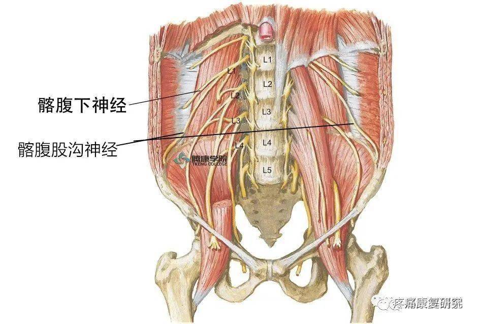 腰臀部疼痛易忽视病因:胸腰椎结合部综合征_神经_大腿_症状