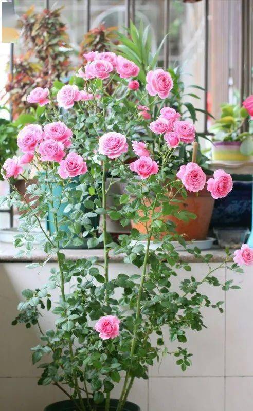 实施"12月"月季栽培计划,新手也能让月季多季节开花!_工作_修剪_进行