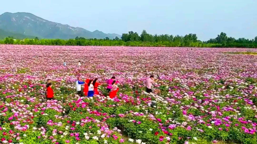 顺义苗圃花卉基地图片