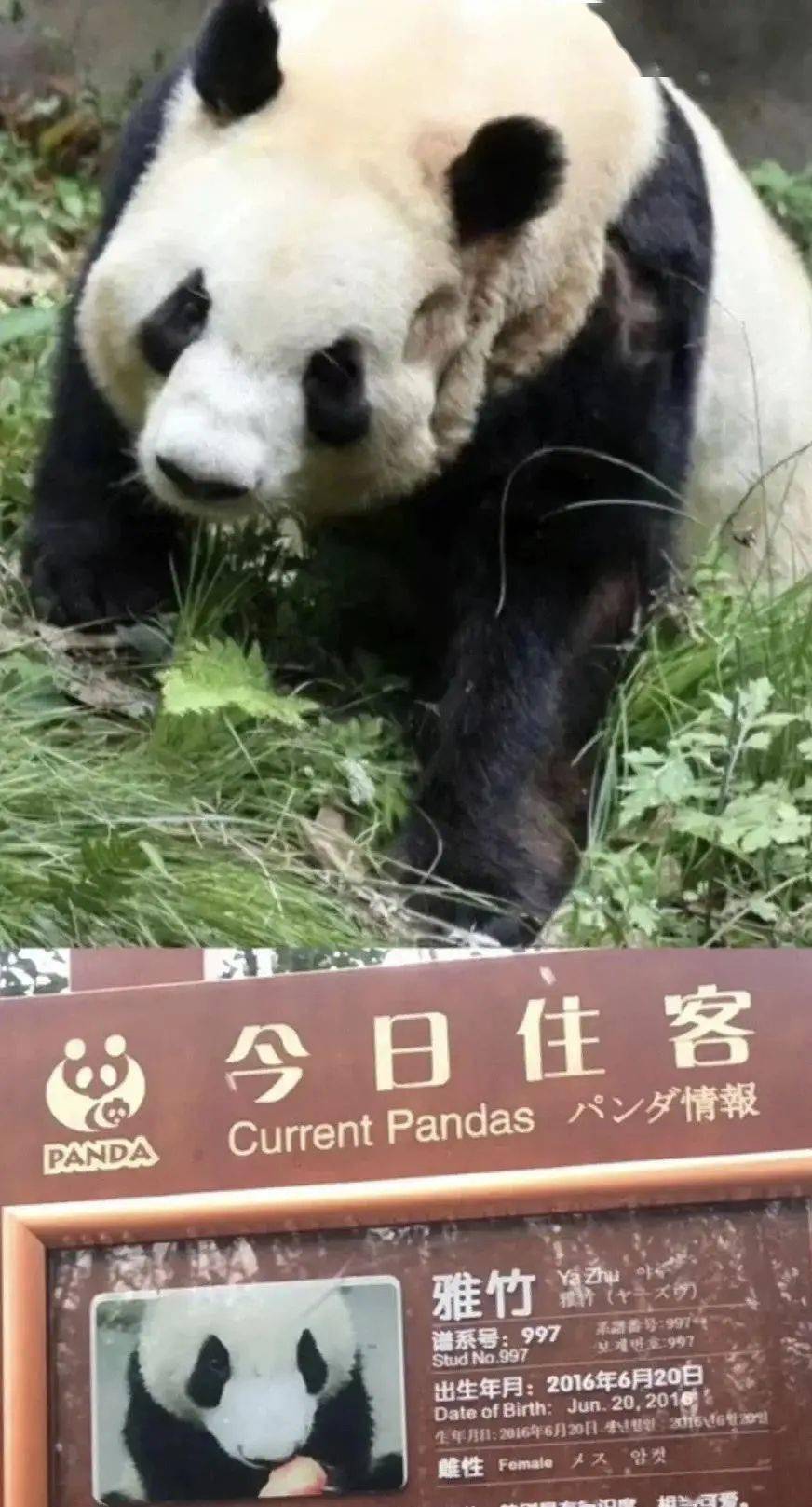 大熊猫“雅竹”脸部脱毛、行为异常？熊猫基地回应