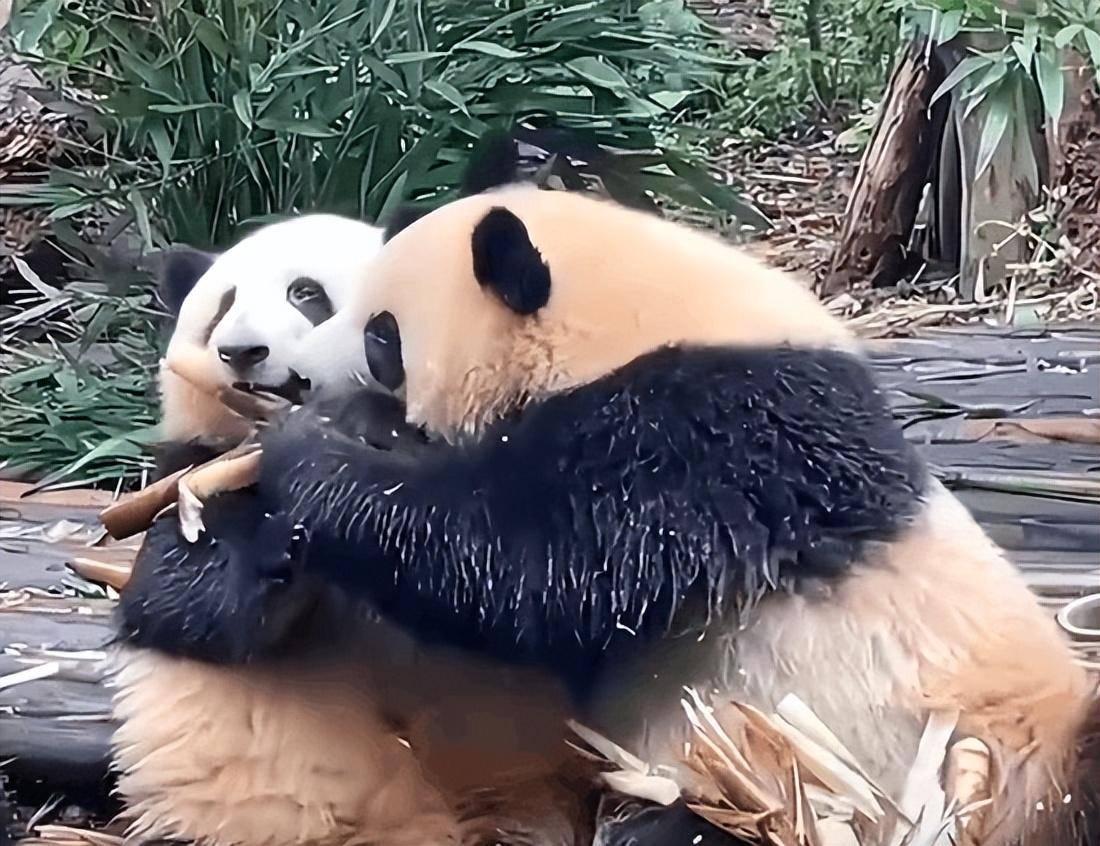 谭爷爷对"花花"的「果赖召唤术」是这样养成的_大熊猫_幼儿园_名字