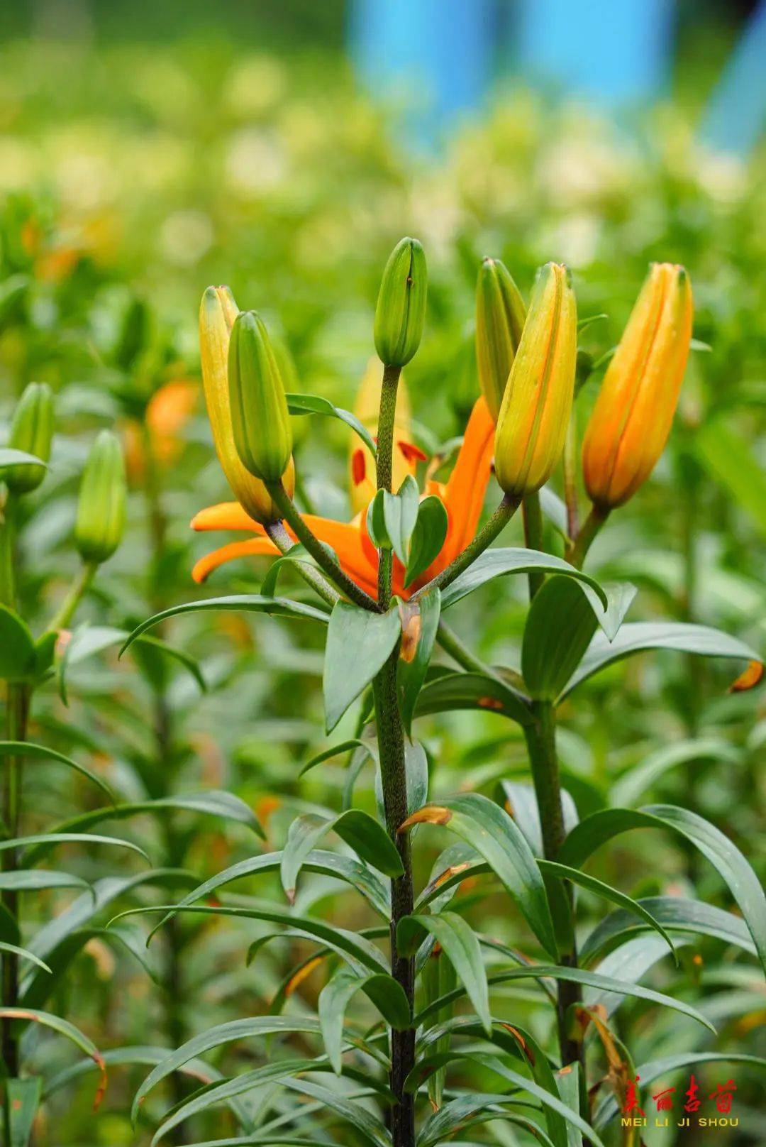 吉首这片百合花海等你来!_路线_门票_博览园