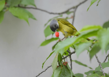 桐涇公園飛來了罕見的