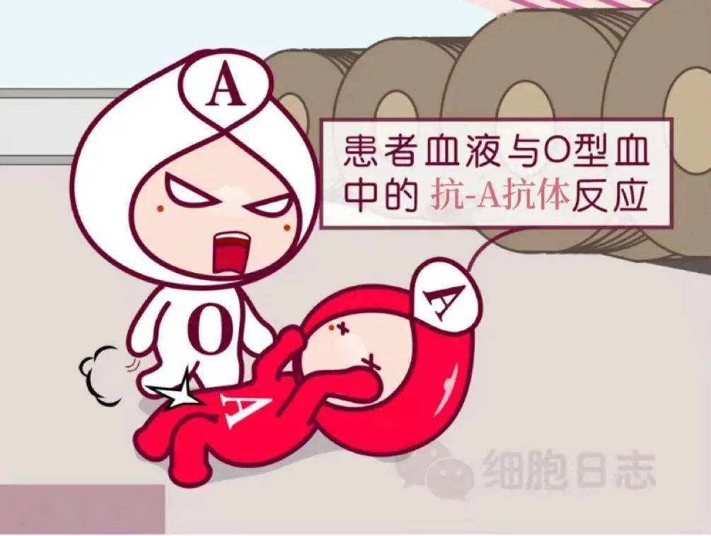 【献血科普】o型血真的是万能血吗?