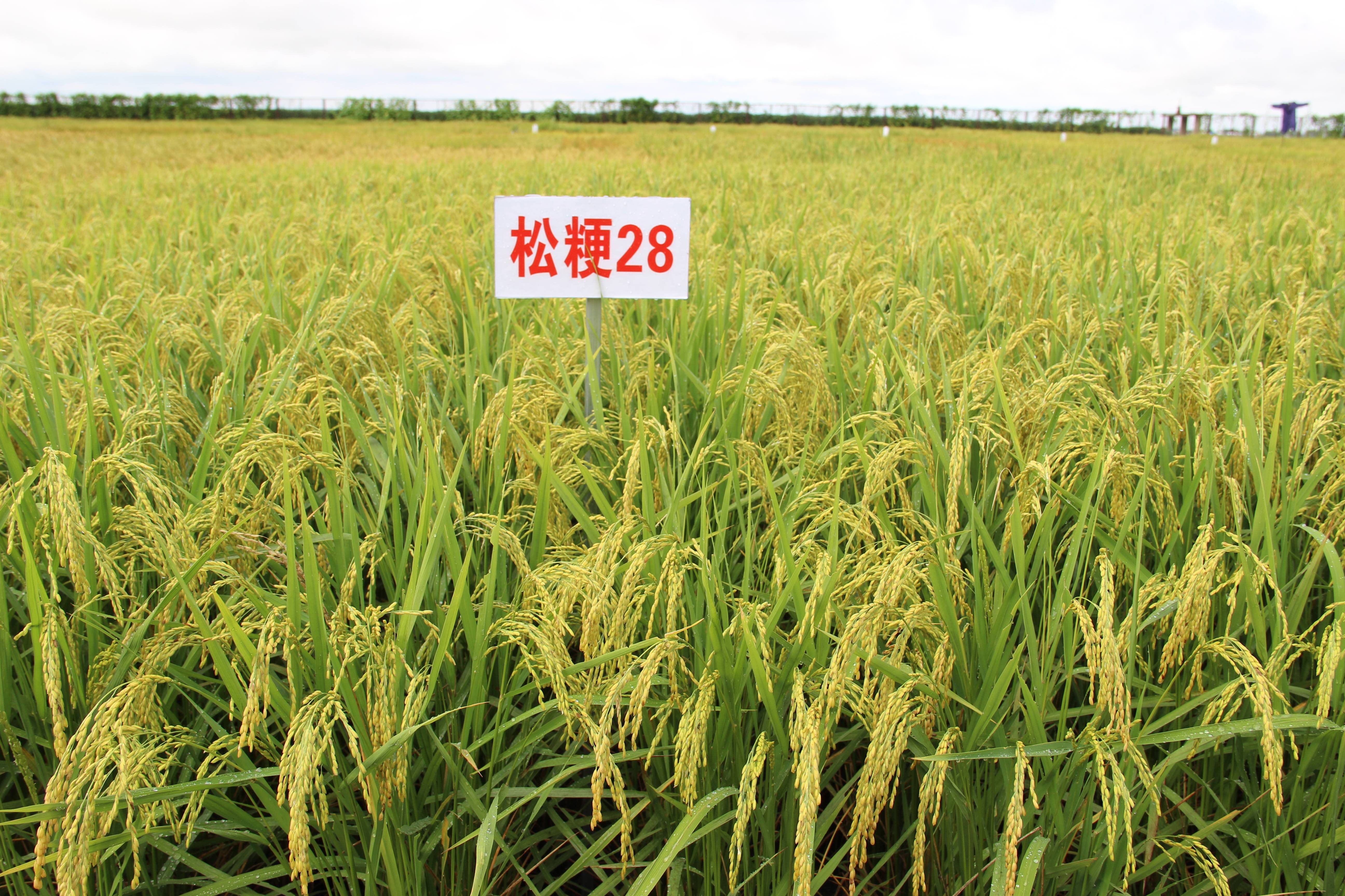 金粳565水稻图片