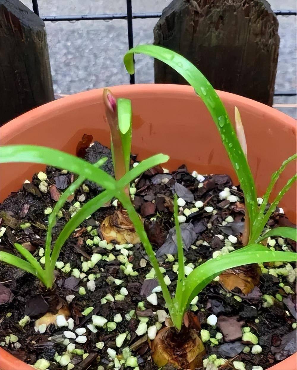 可以经常淋雨在夏秋季节,如果雨水比较充足的话,尤其是下小雨的时候