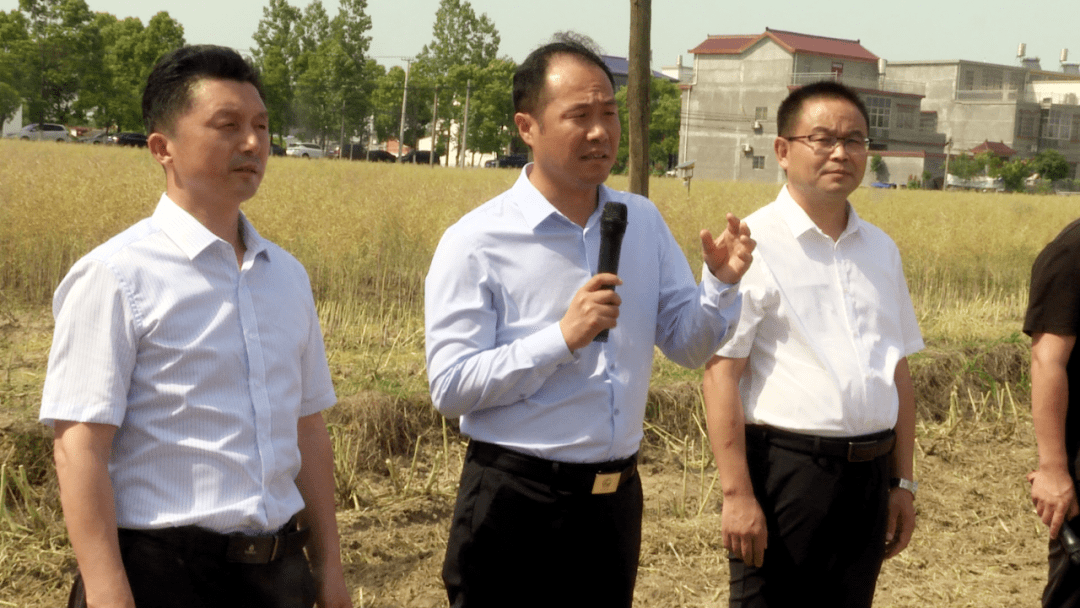 全县2023年油菜机械化收割现场观摩培训会在罗陈乡张楼村举行_作业
