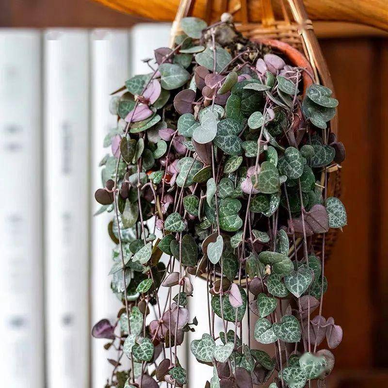 爱之蔓又叫心心相印,可爱藤,吊灯花,为萝藦科吊灯花属多年生肉质变形