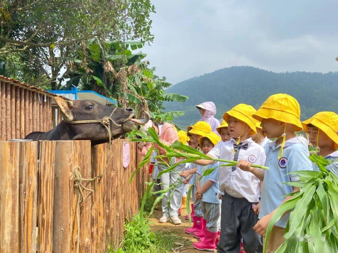 【星海园动态】相约凯伦农场,感受田园野趣——记中一班,中二班打卡