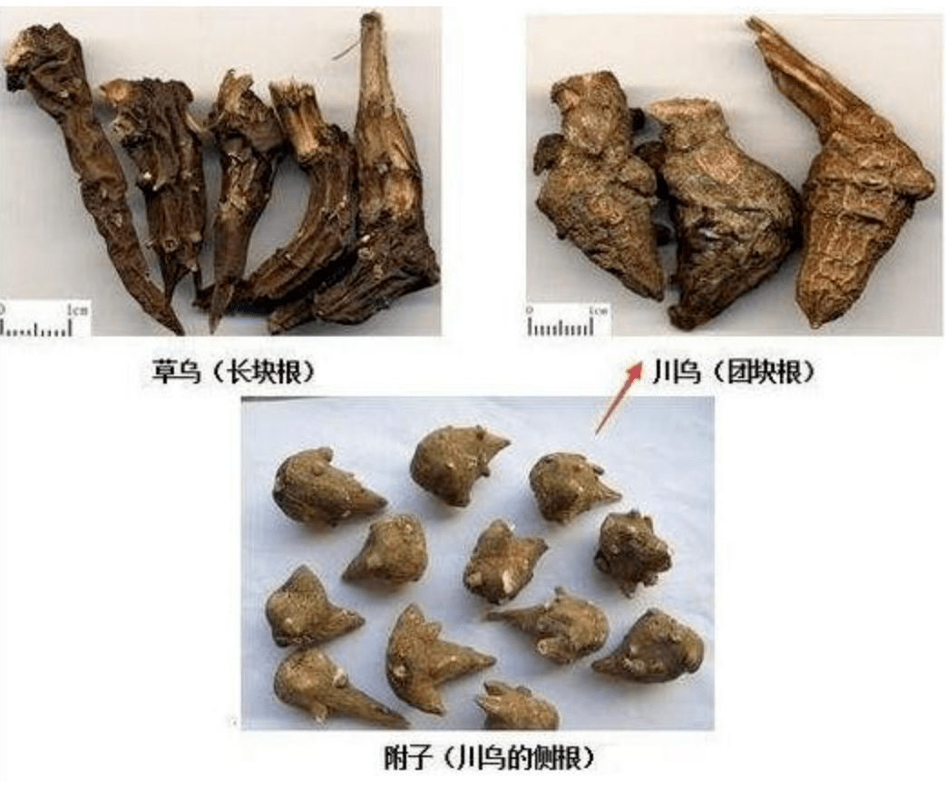 乌头碱提取简单图片