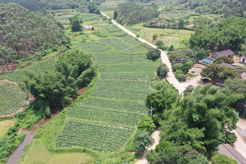防城区滩营乡:盘活撂荒地 变身"致富田"_辣椒_村民_高村