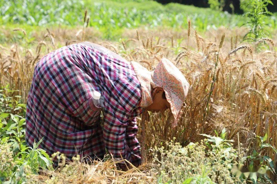 在中和镇赵溪村的试验田里,放眼望去,田坎间到处堆放着割好的小麦,在