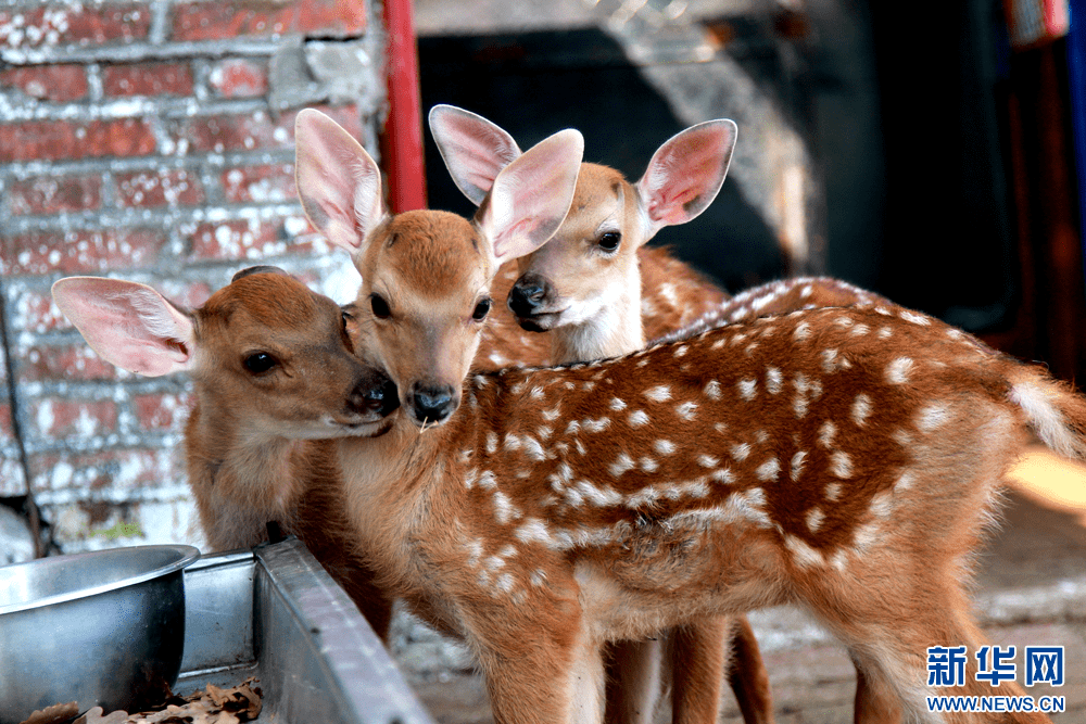 乡村振兴在行动丨长春双阳致富有"鹿"_产品_梅花鹿_产业