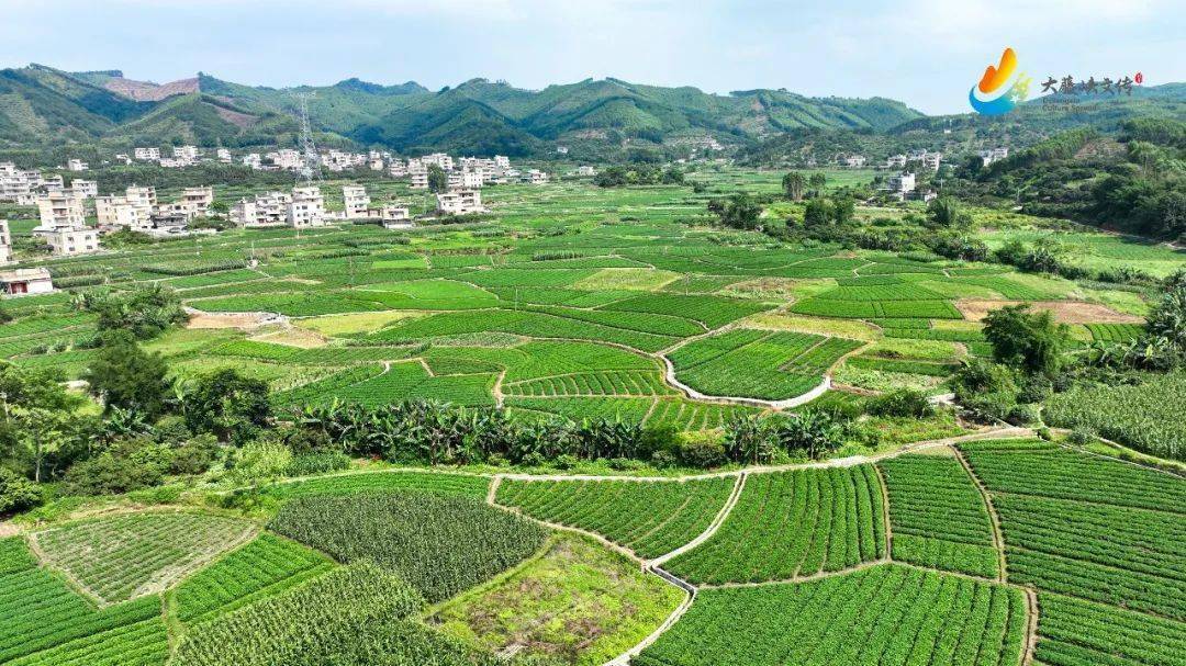 你有多久没回桂平油麻镇了?_宣传_荔枝_文化