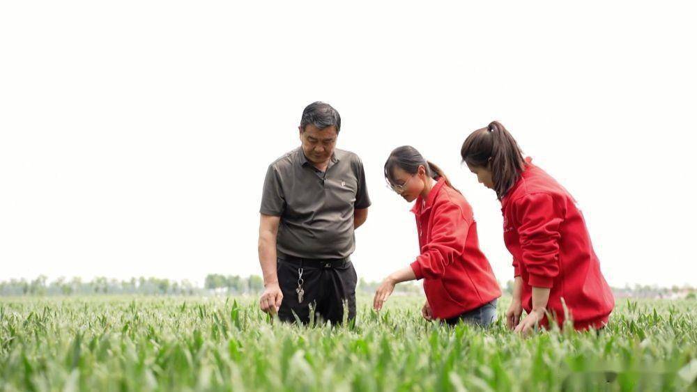 从曲周走向全国——中国农业大学科技小院书写兴农华章_技术_小麦