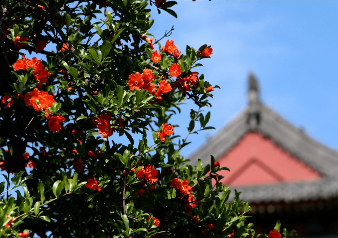 石榴花開迎客來_臨潼_西安市_中亞