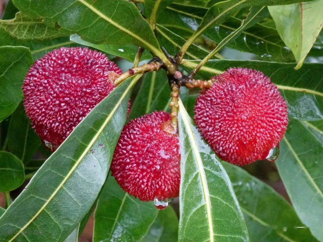 万峰山杨梅园,周六开园了!_游记_凤凰_潮州