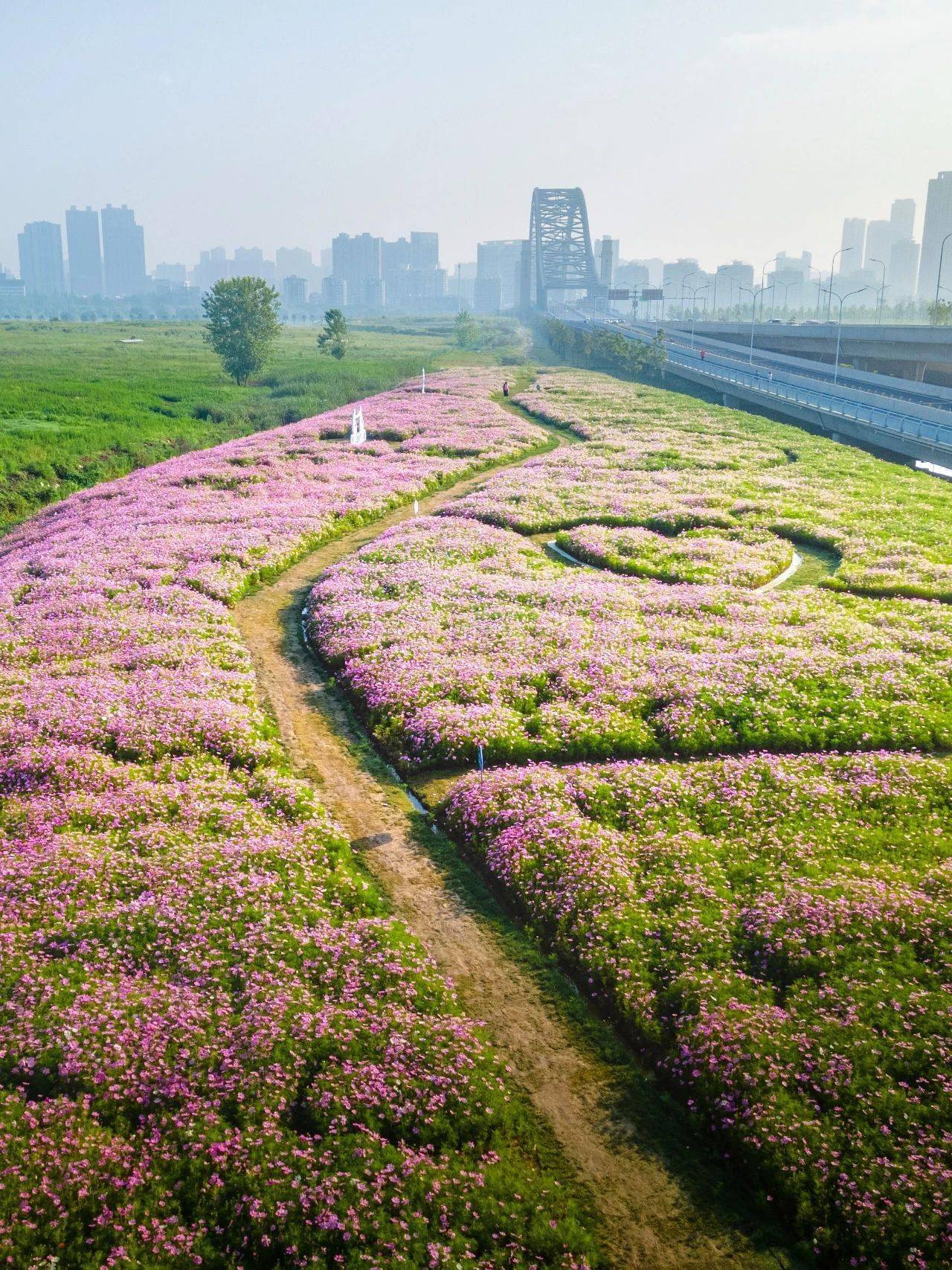 汉阳20000㎡的紫色花海开了,就在江边_汉江_玫瑰_公园