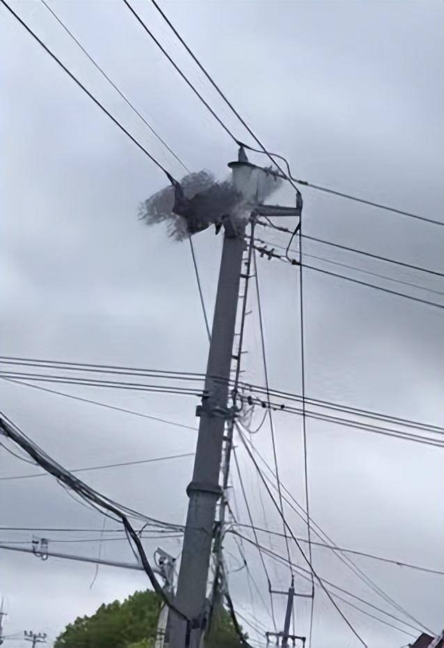 男子爬电线杆触电身亡?警方:已出警,原因正调查中_仪征_视频_大仪镇