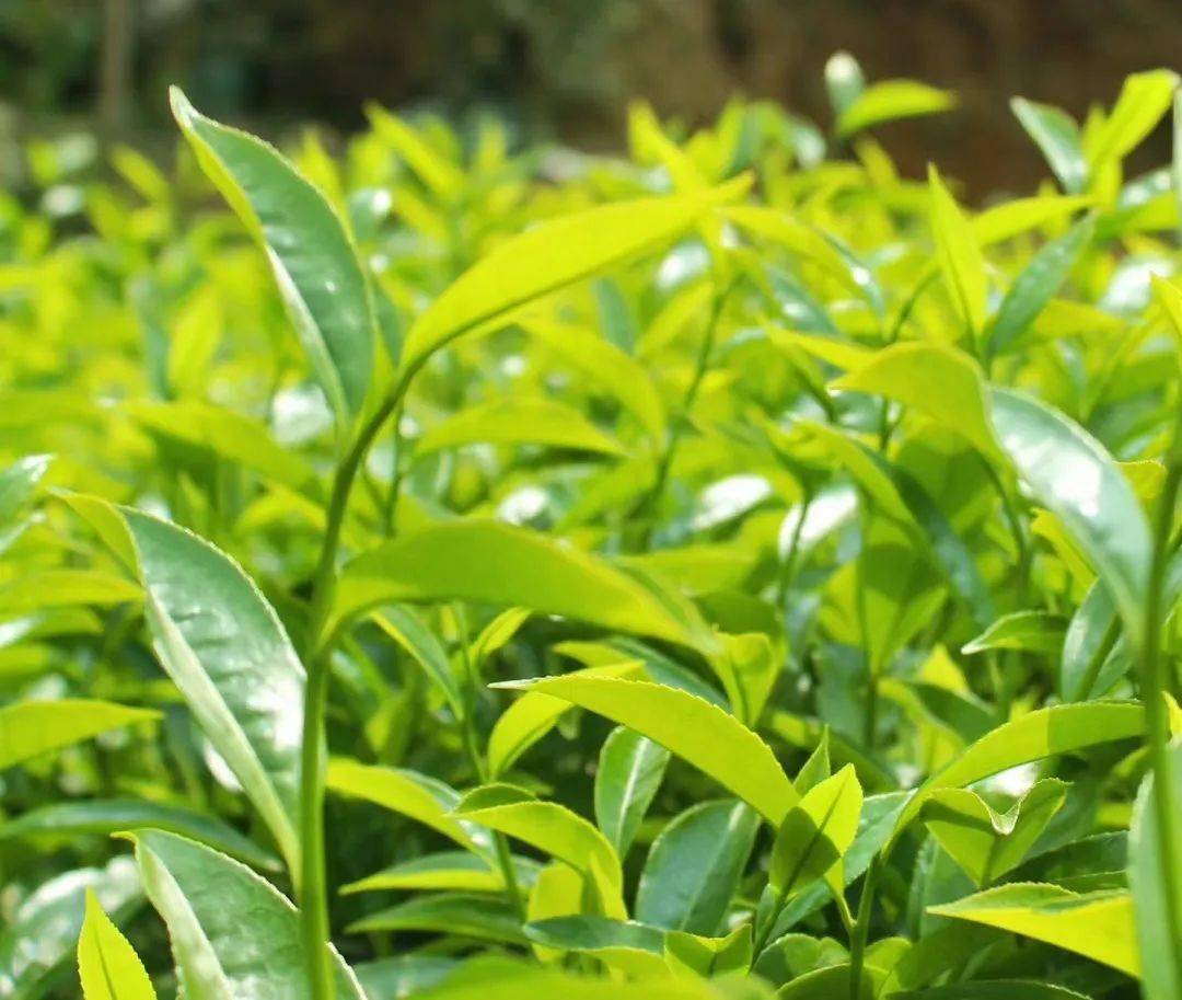 茶香中国 | 茶中君子——凤凰水仙