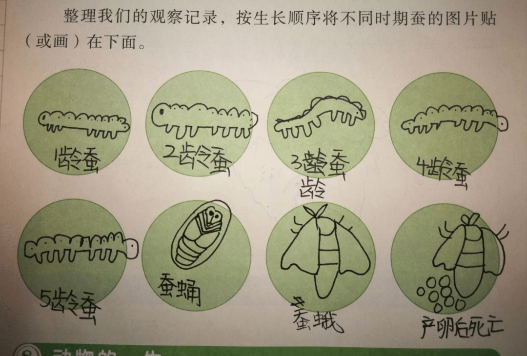 蚕的生长顺序图片